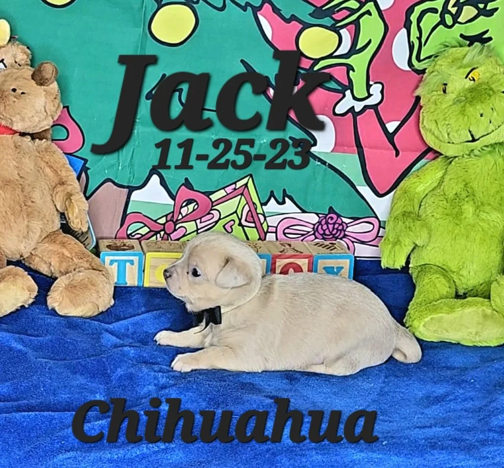 Chihuahua Puppies — ToyBox Puppies