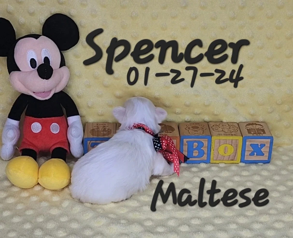 Maltese Puppies — ToyBox Puppies