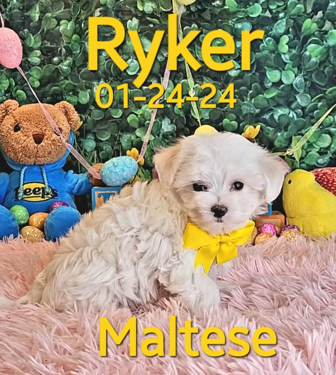 Maltese Puppies — ToyBox Puppies