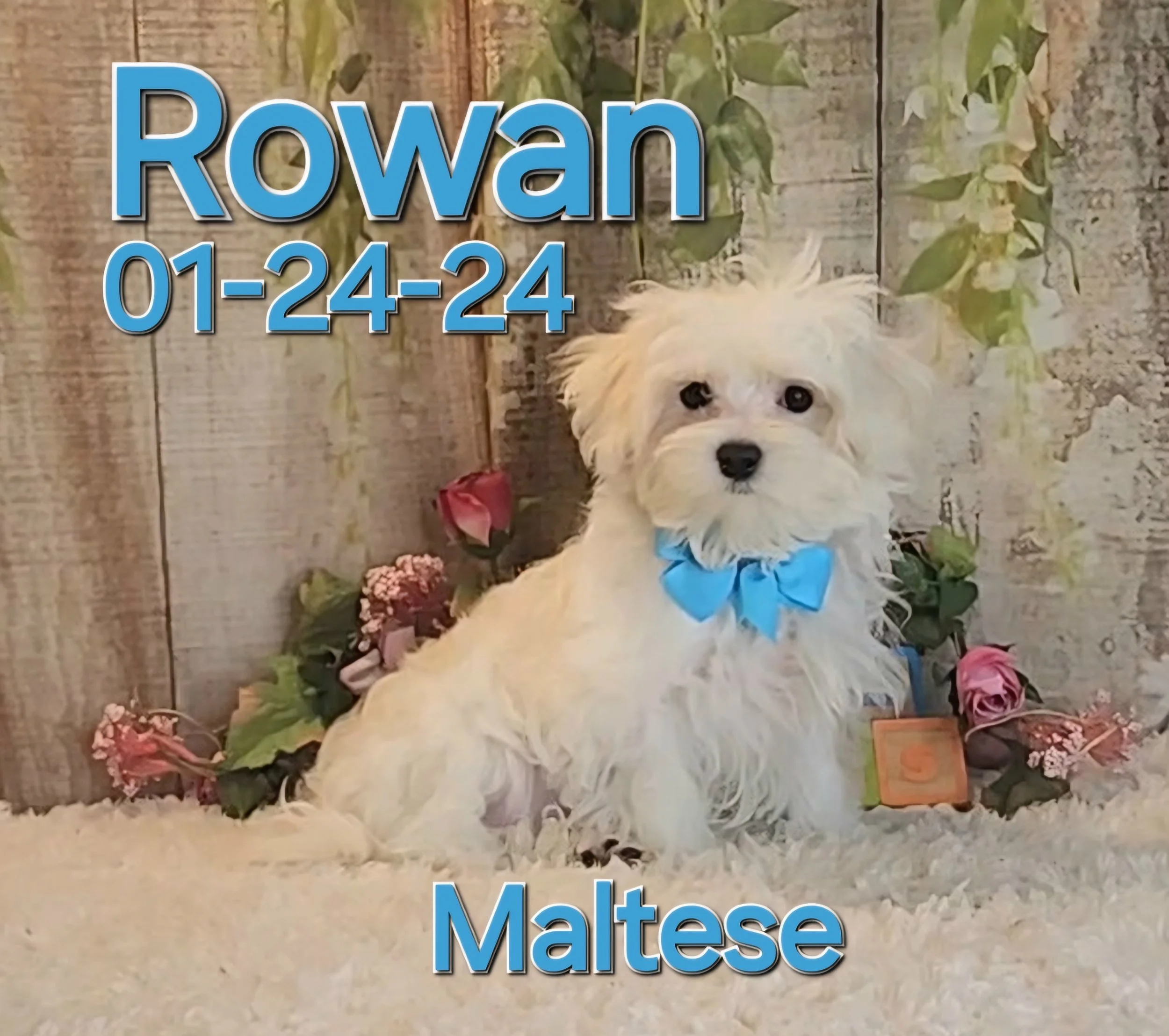 ToyBox Puppies Maltese Puppies i