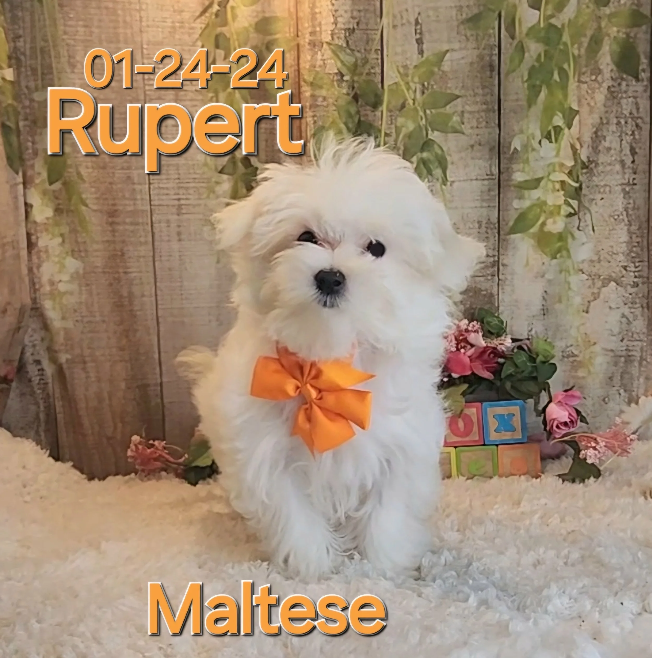 ToyBox Puppies Maltese Puppies i