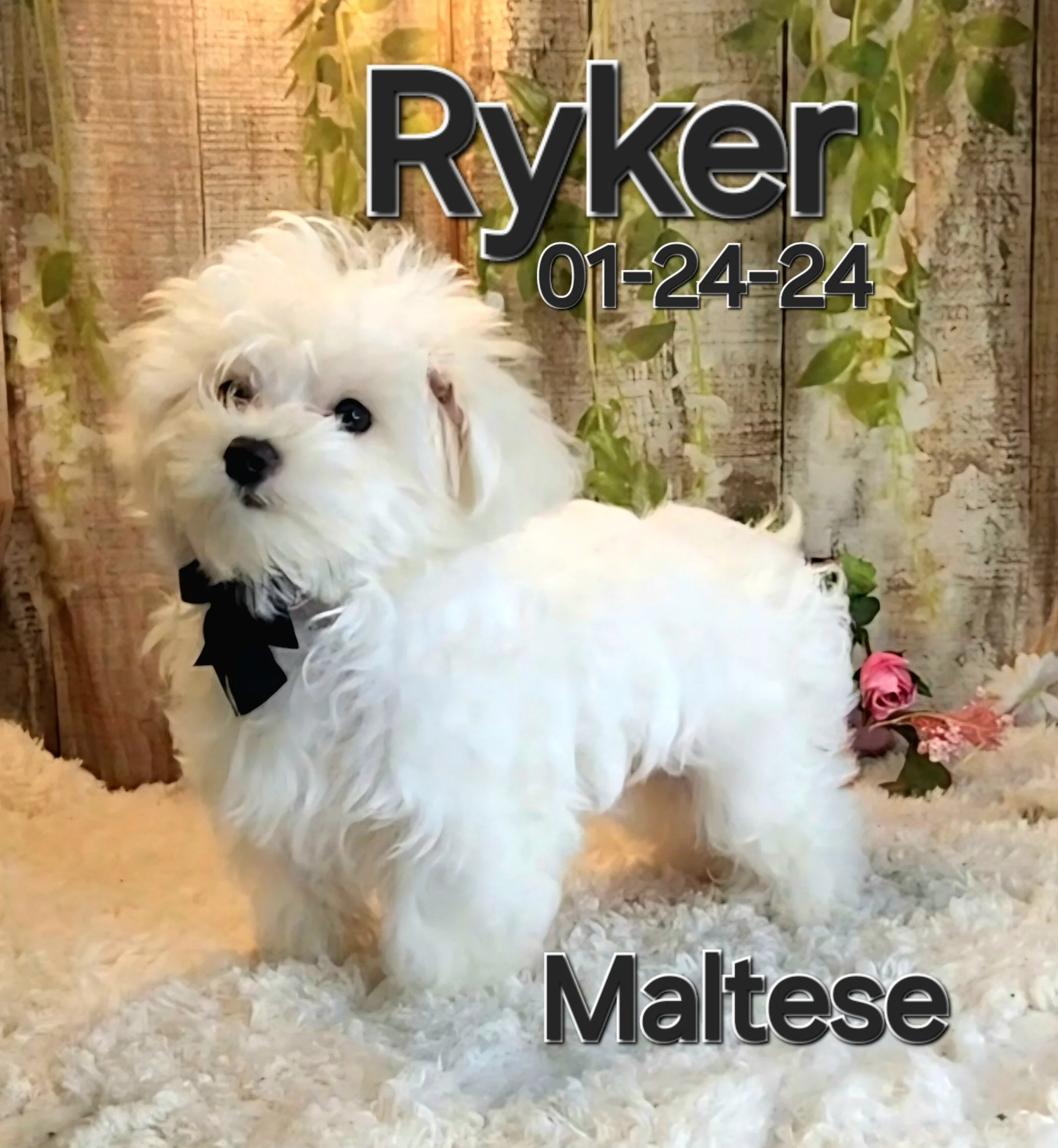 ToyBox Puppies Maltese Puppies i