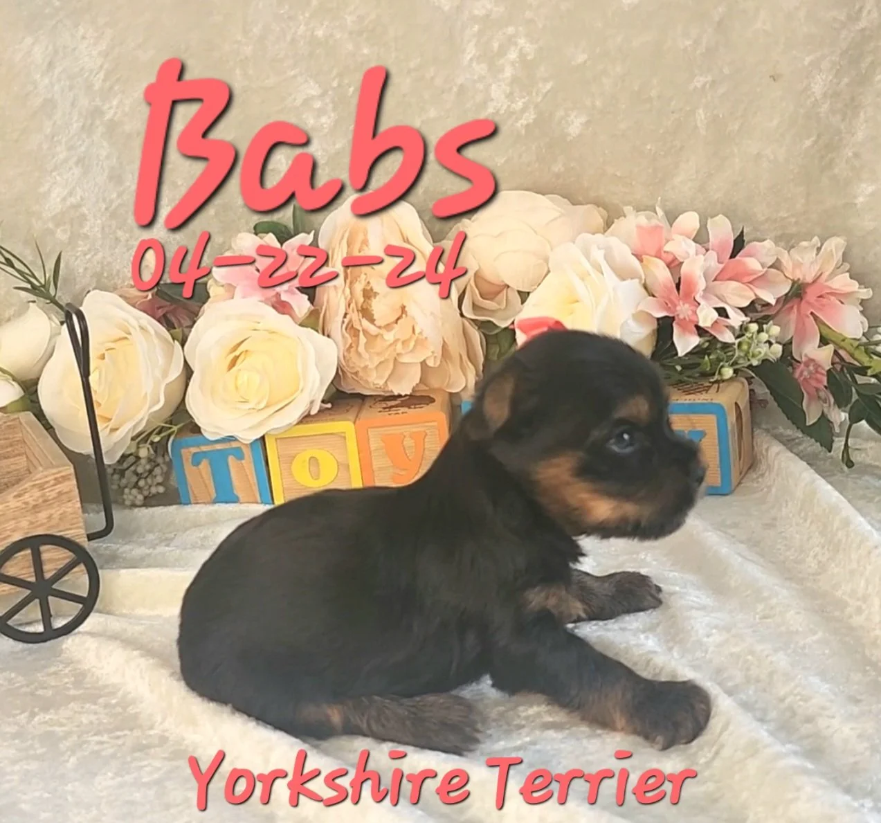 ToyBox Puppies Yorkshire Terrier Puppies i