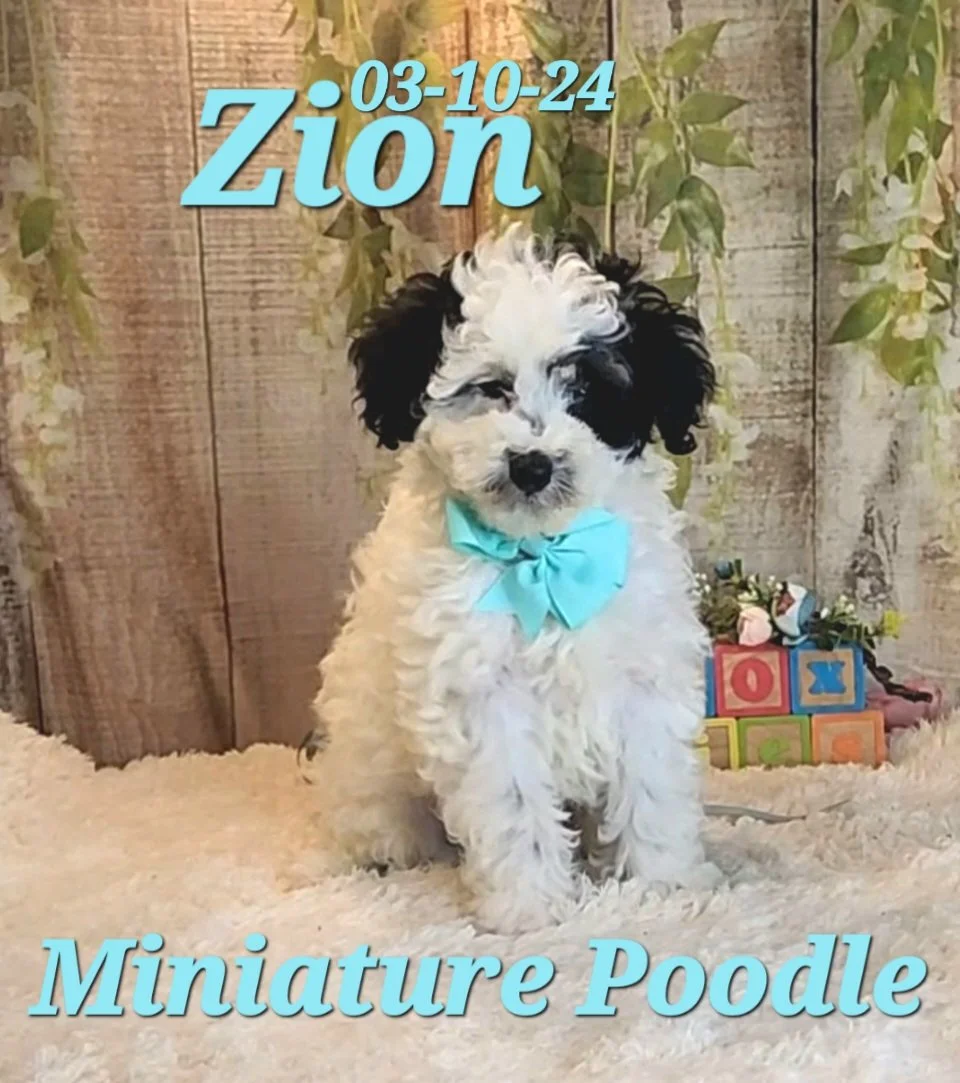 ToyBox Puppies Poodle Puppies i