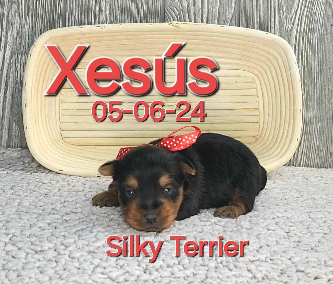 ToyBox Puppies Silky Terrier Puppies i