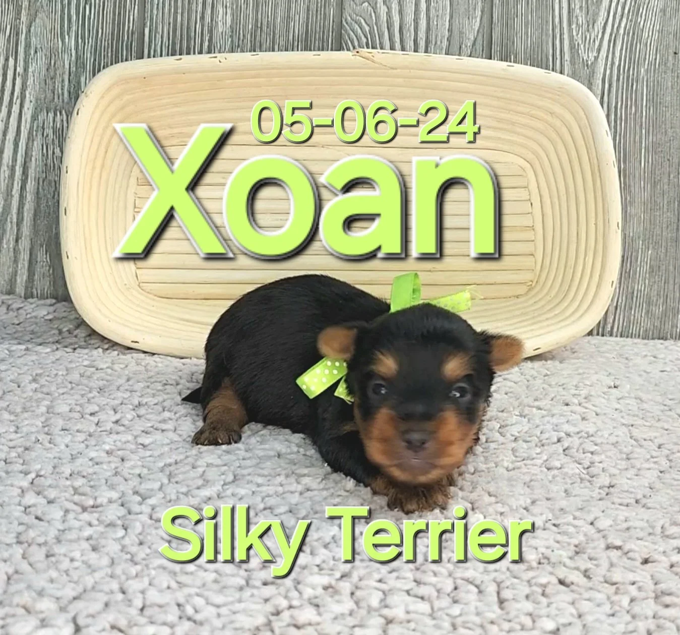 ToyBox Puppies Silky Terrier Puppies i