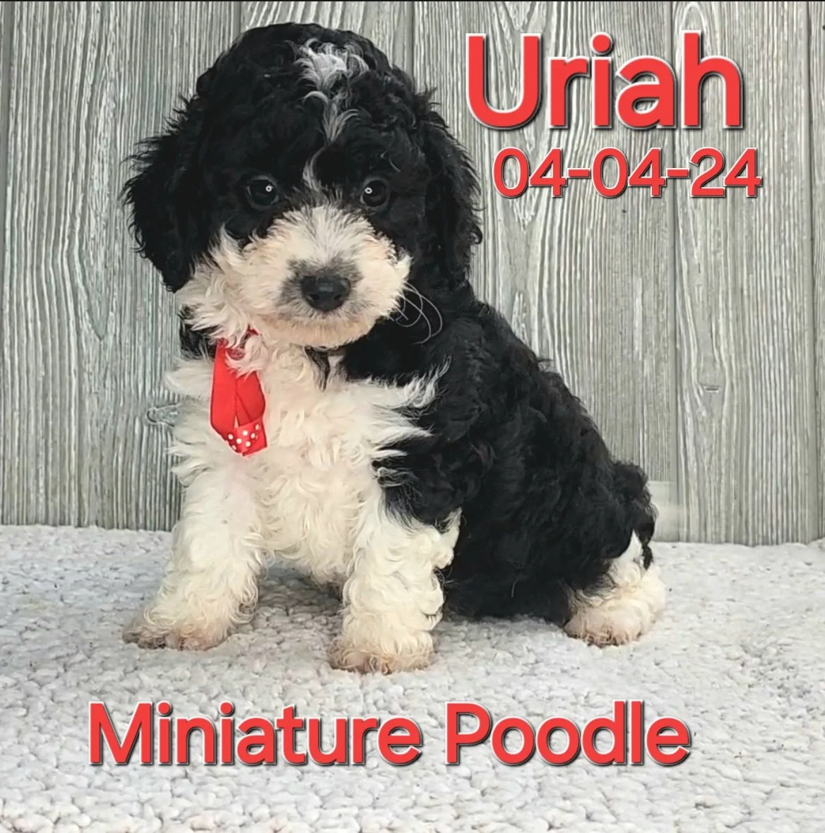 ToyBox Puppies Poodle Puppies i