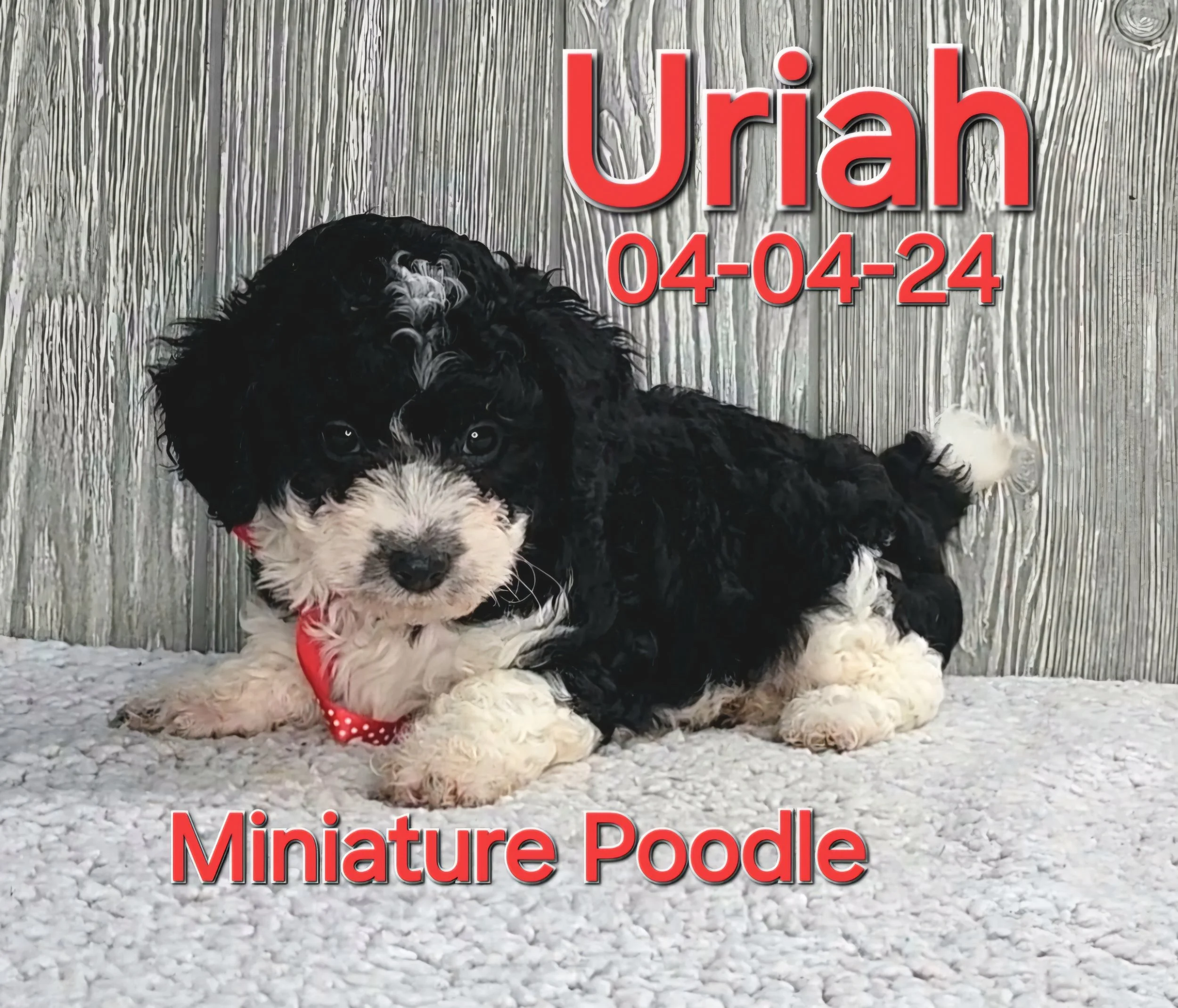 ToyBox Puppies Poodle Puppies i