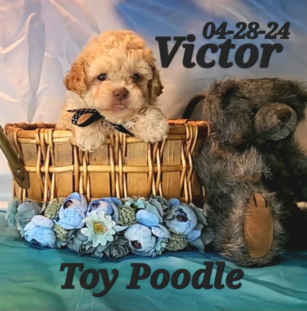 ToyBox Puppies Poodle Puppies i