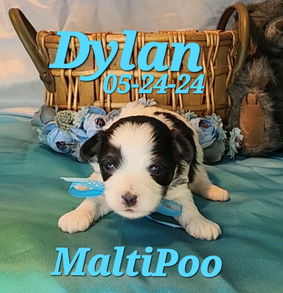 ToyBox Puppies Poo Design Puppies i