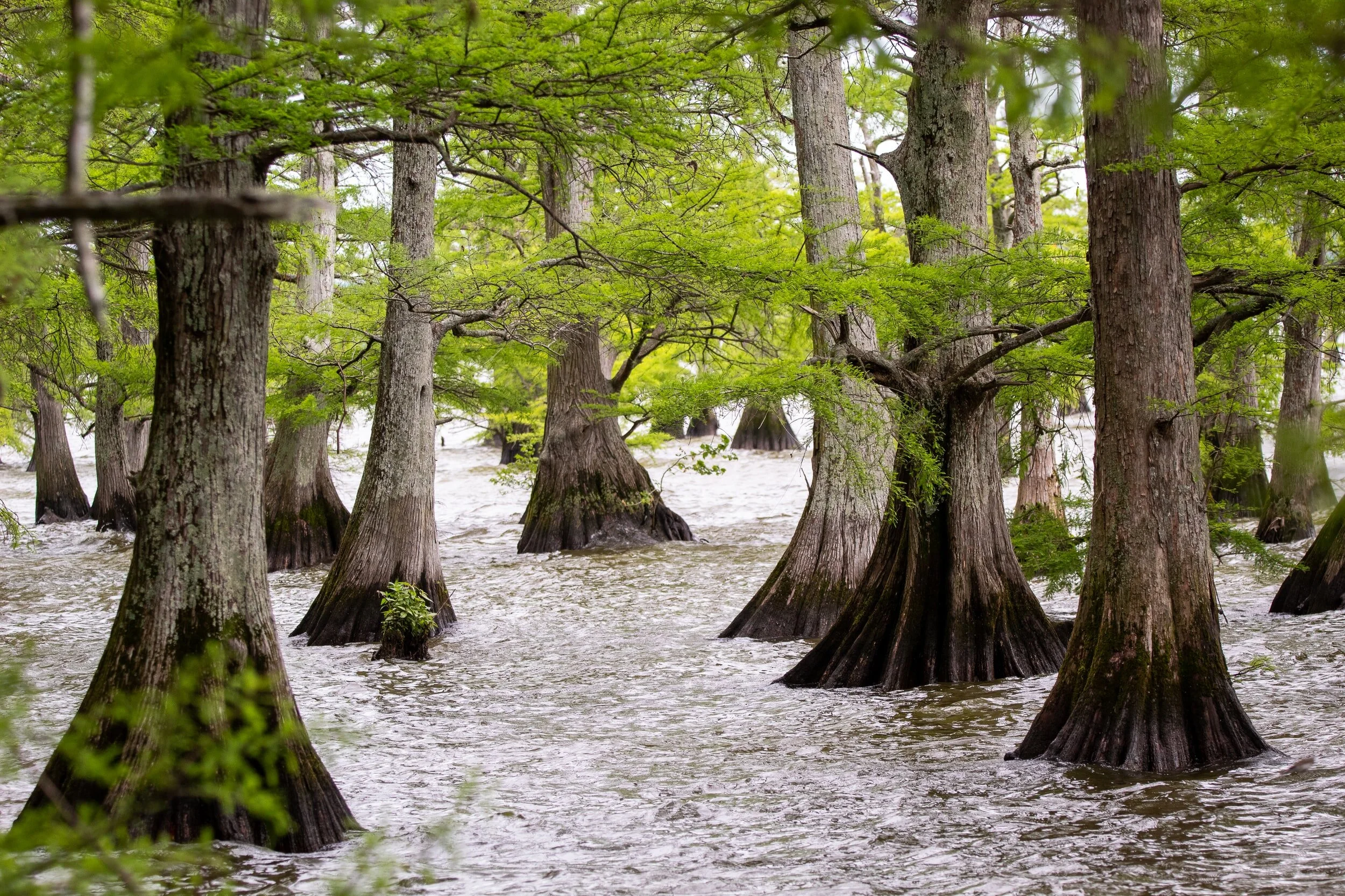Rivertree Therapy Services