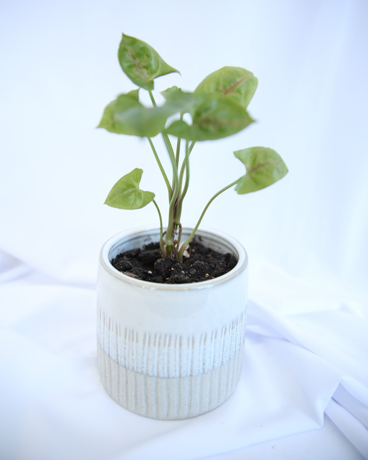 Plants and plant propagations are available at the shop! 🌿

#SupportLocal #ShopSmall #LocalBusiness #CommunityFlorist #LocalEventFlorist #DaytonFlorist #DaytonWeddingFlorist