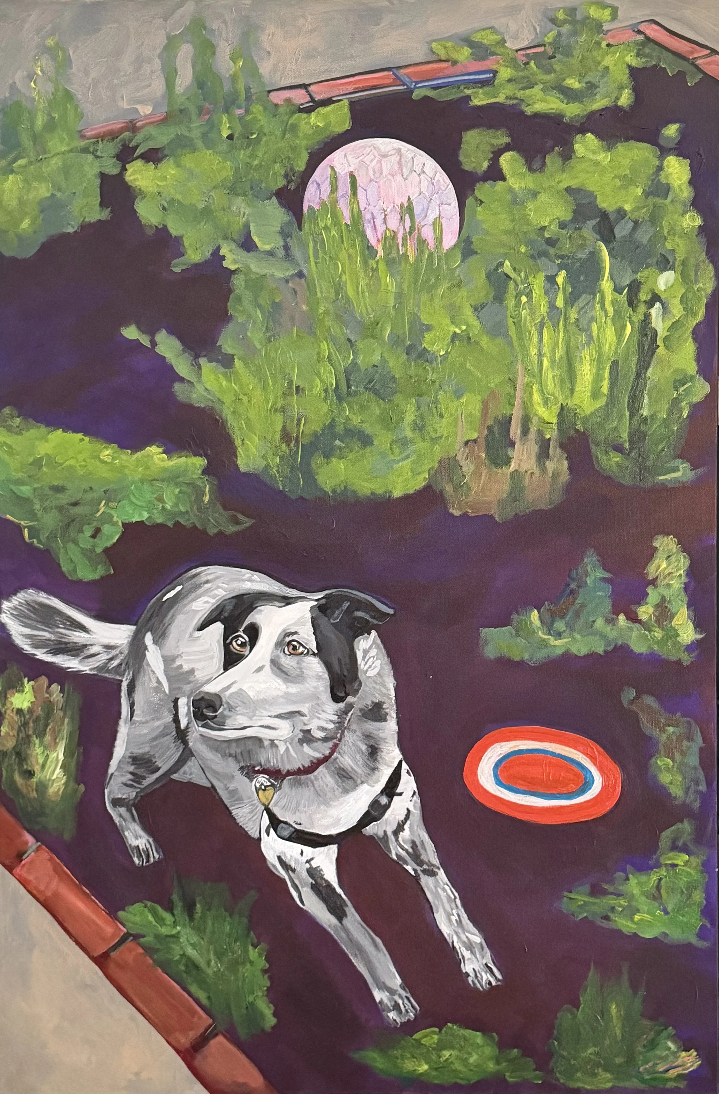 Cattle Dog, dog, garden,