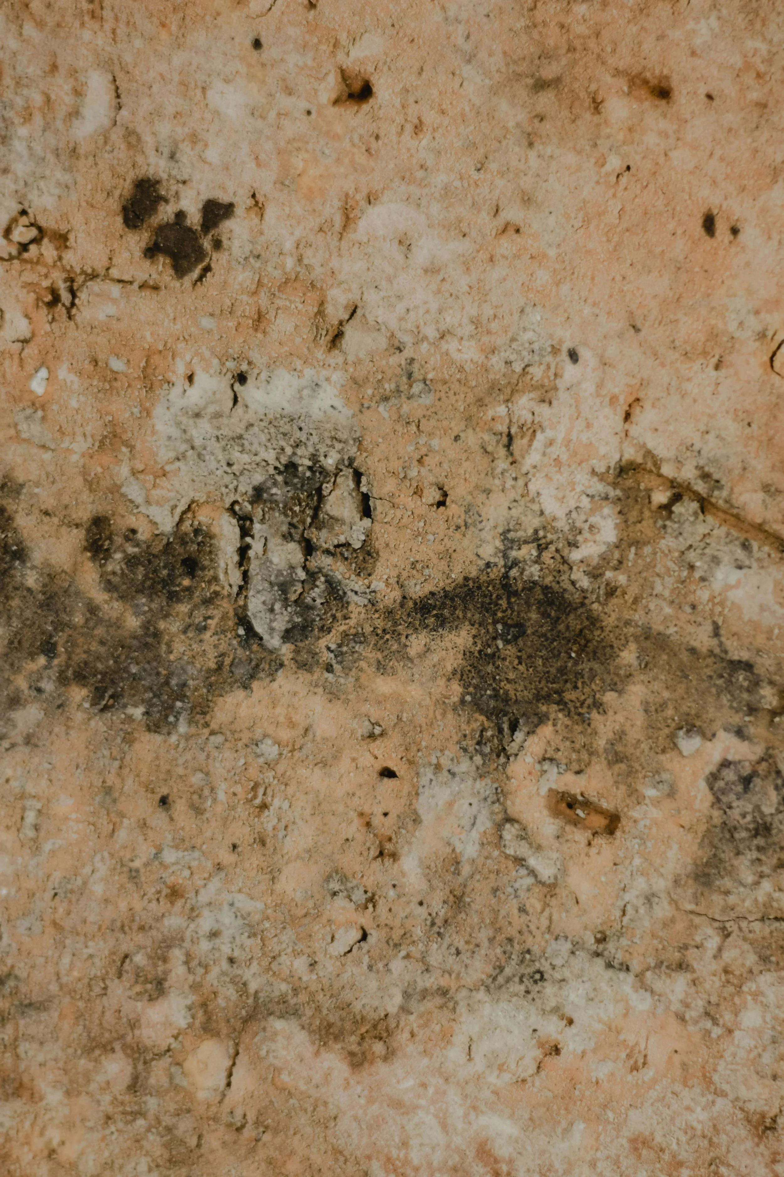 How to Prevent Mold Growth in Commercial Buildings