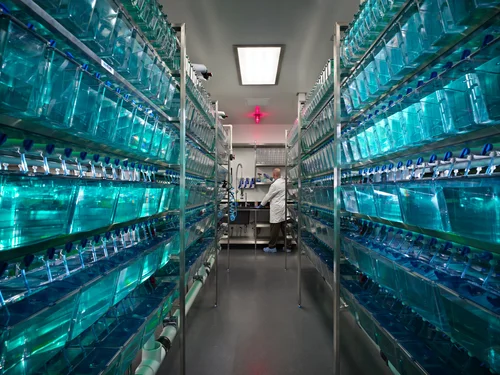 Aquaneering Fish Rack Aquaneering