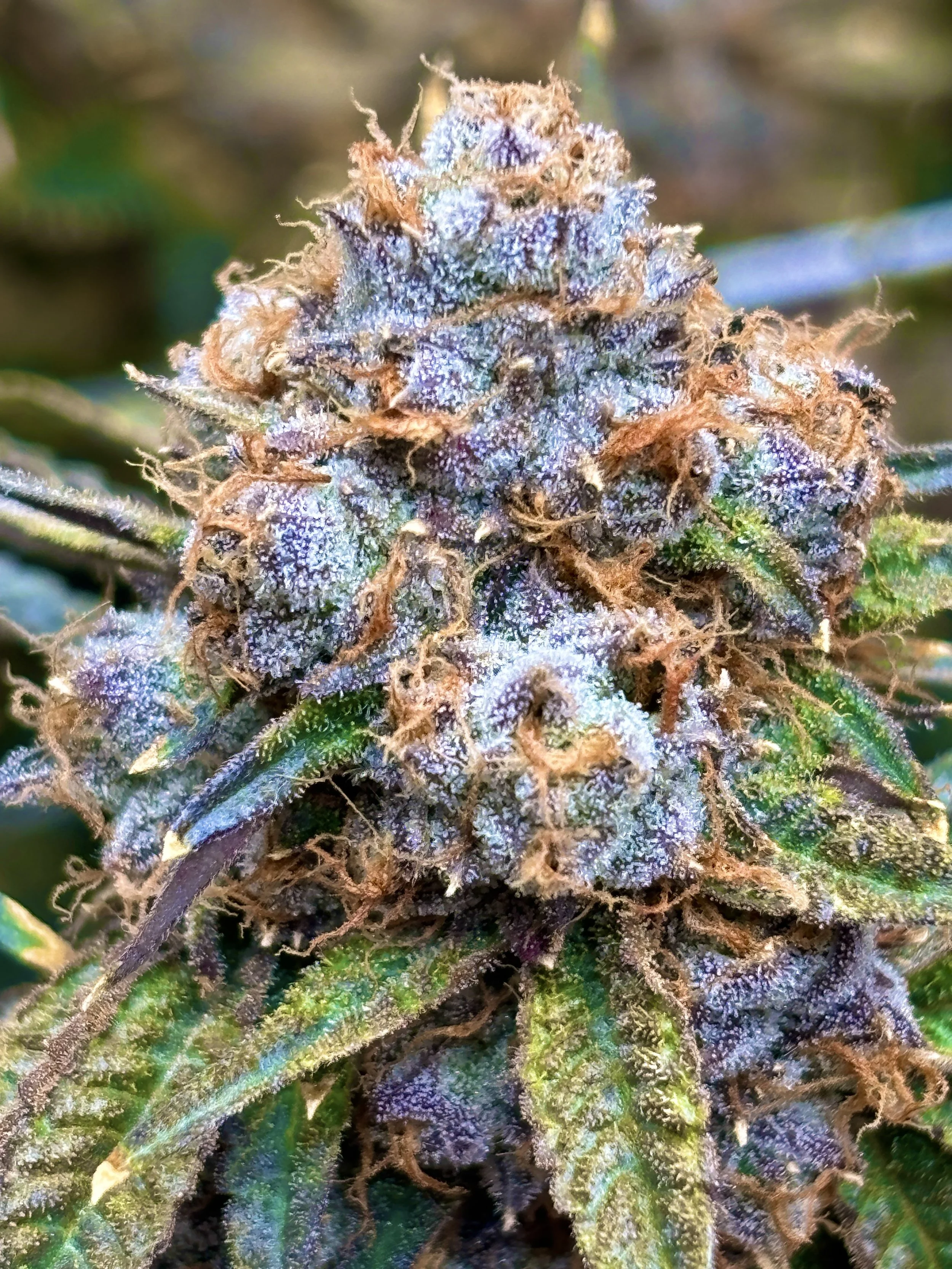 2026 is the "Year Of The Horse!" 🐎  Now We Run!  Here are 5 tips to start your cannabis operations off on the right foot.  Or hoof.