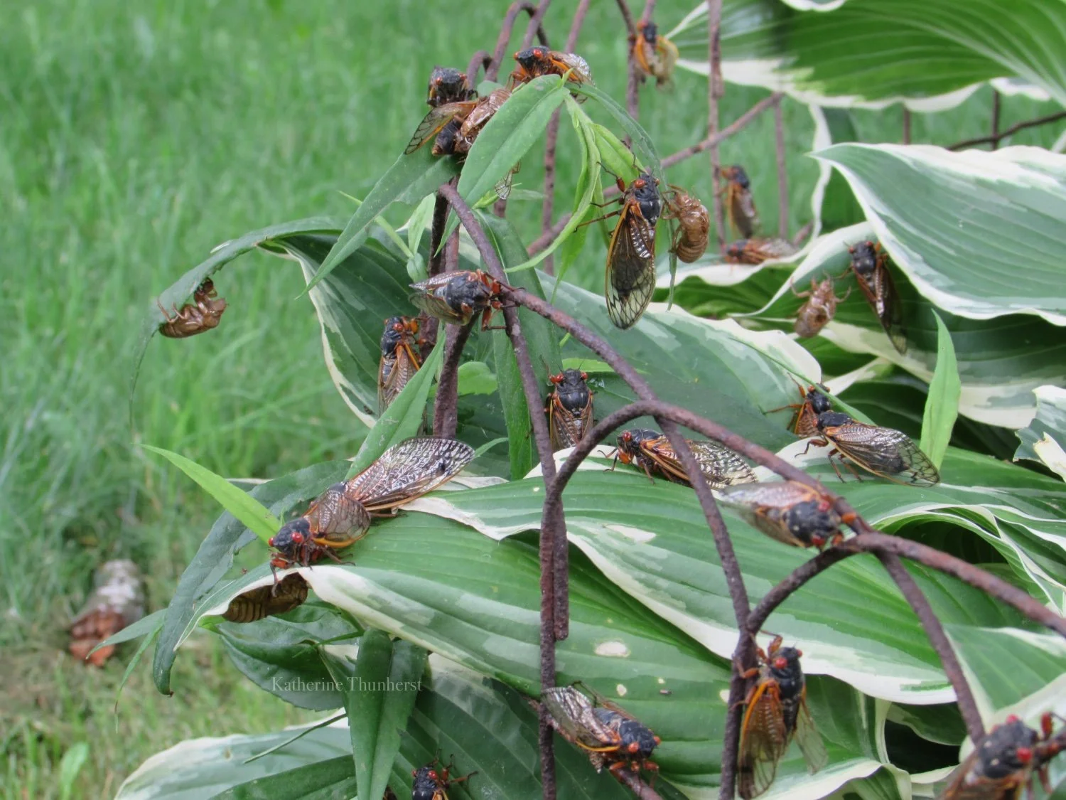 The Cicadas are Here