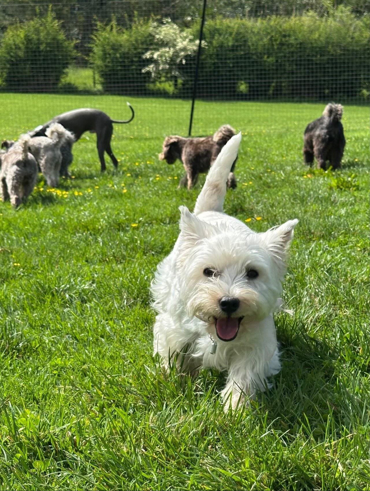 Walter &amp; Dottie @otiboatydreamland 🥰