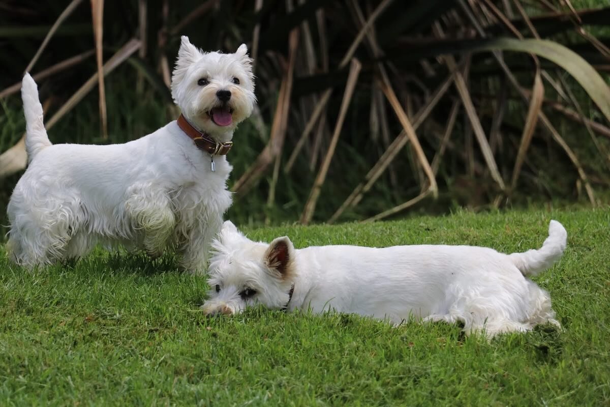 Dottie and Walter had a fun weekend @bethellsfarmstayfordogs 🥰
