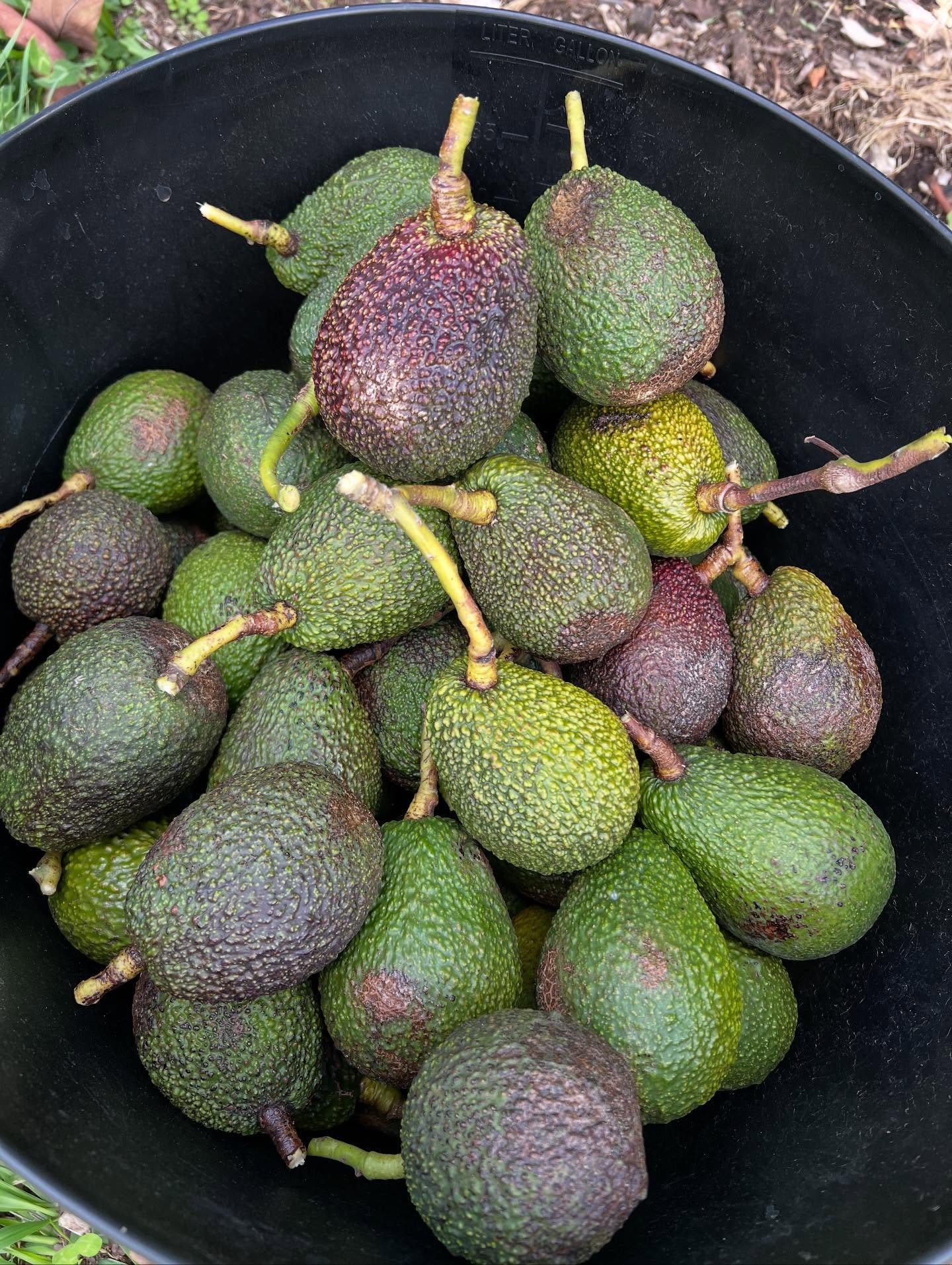 The most fun weekend away picking avocados 🥑, walking through the orchard, riding the gator and hanging out with beautiful humans while feasting on the most delicious food. 🥰