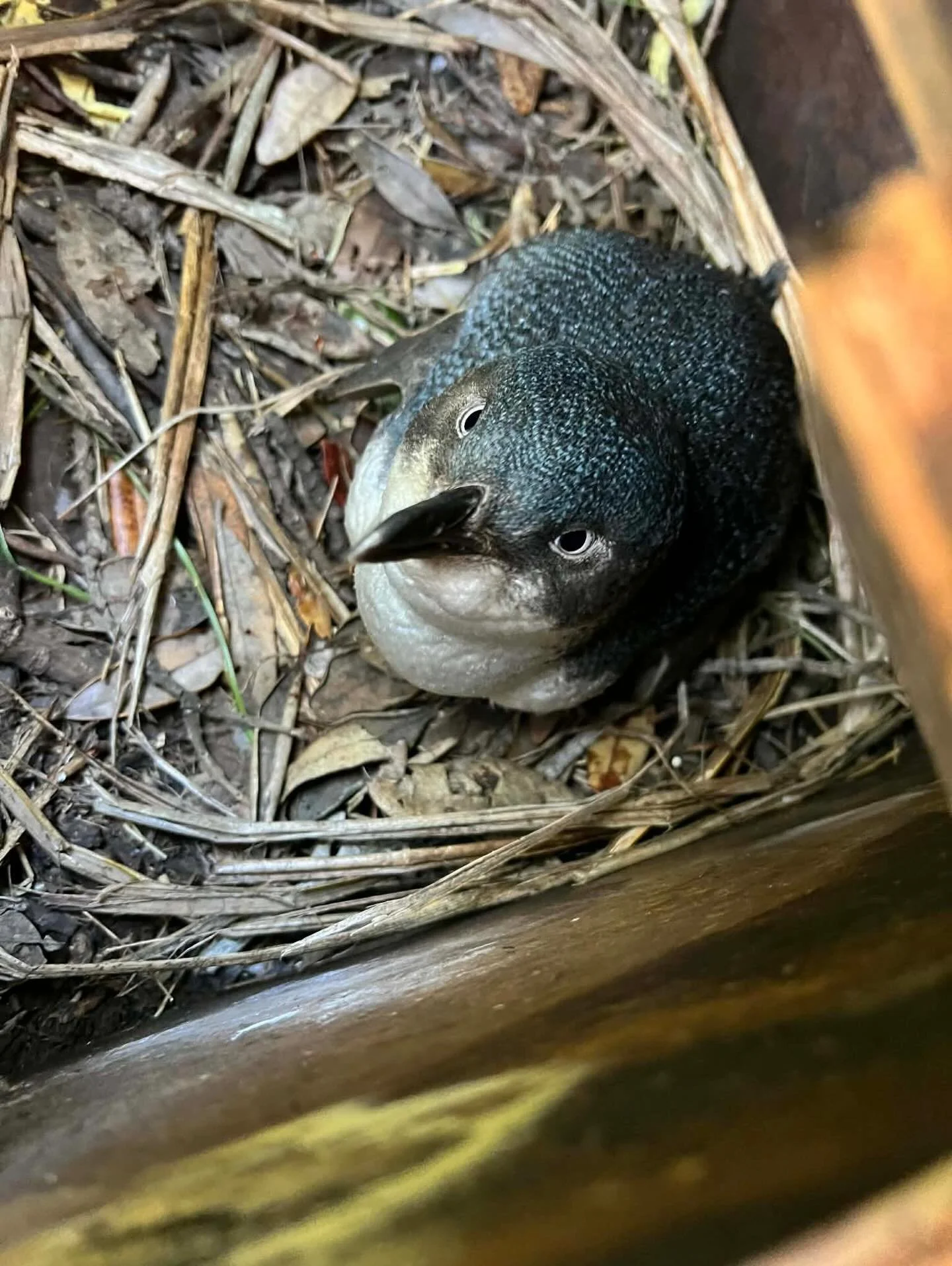 🐧 POST 6 &mdash; PENGUIN RANGER / CONSERVATION WORK

🌘 CASE FILE 006: DOUBLE LIFE
Post:
Most days I&rsquo;m knee deep in research and writing New Zealand pacey thrillers.
But in occasion I put my pink Hi-Vis on and become a  Penguin Ranger.
There&r