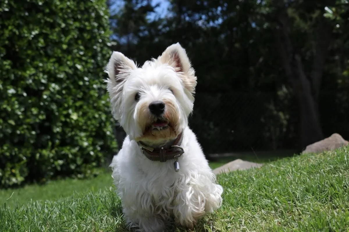 Walter and Dottie at The Farm for an overnight sleepover 🥰 At Bethells Farm Stay .