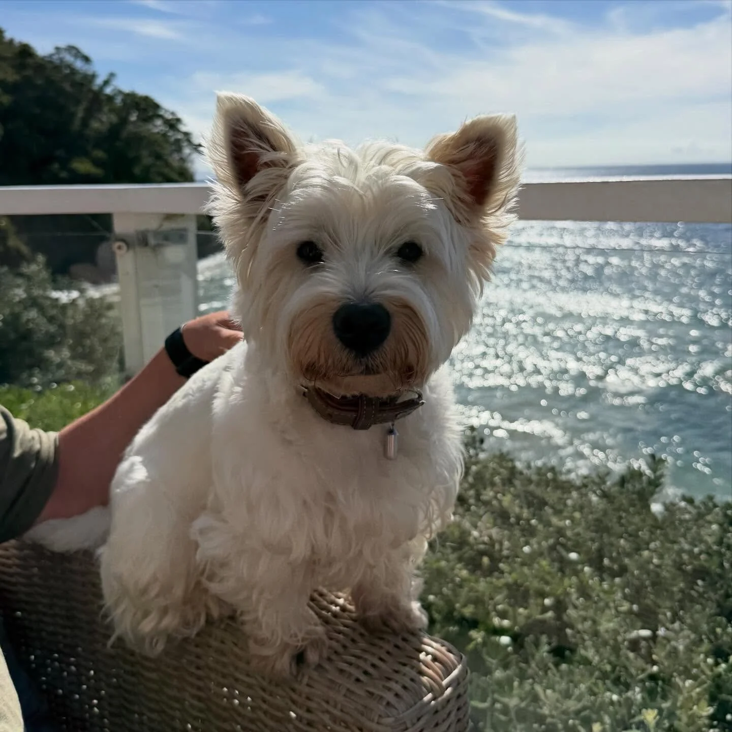 Walter &amp; Dottie enjoying the relaxing sunshine ☀️☀️☀️☀️