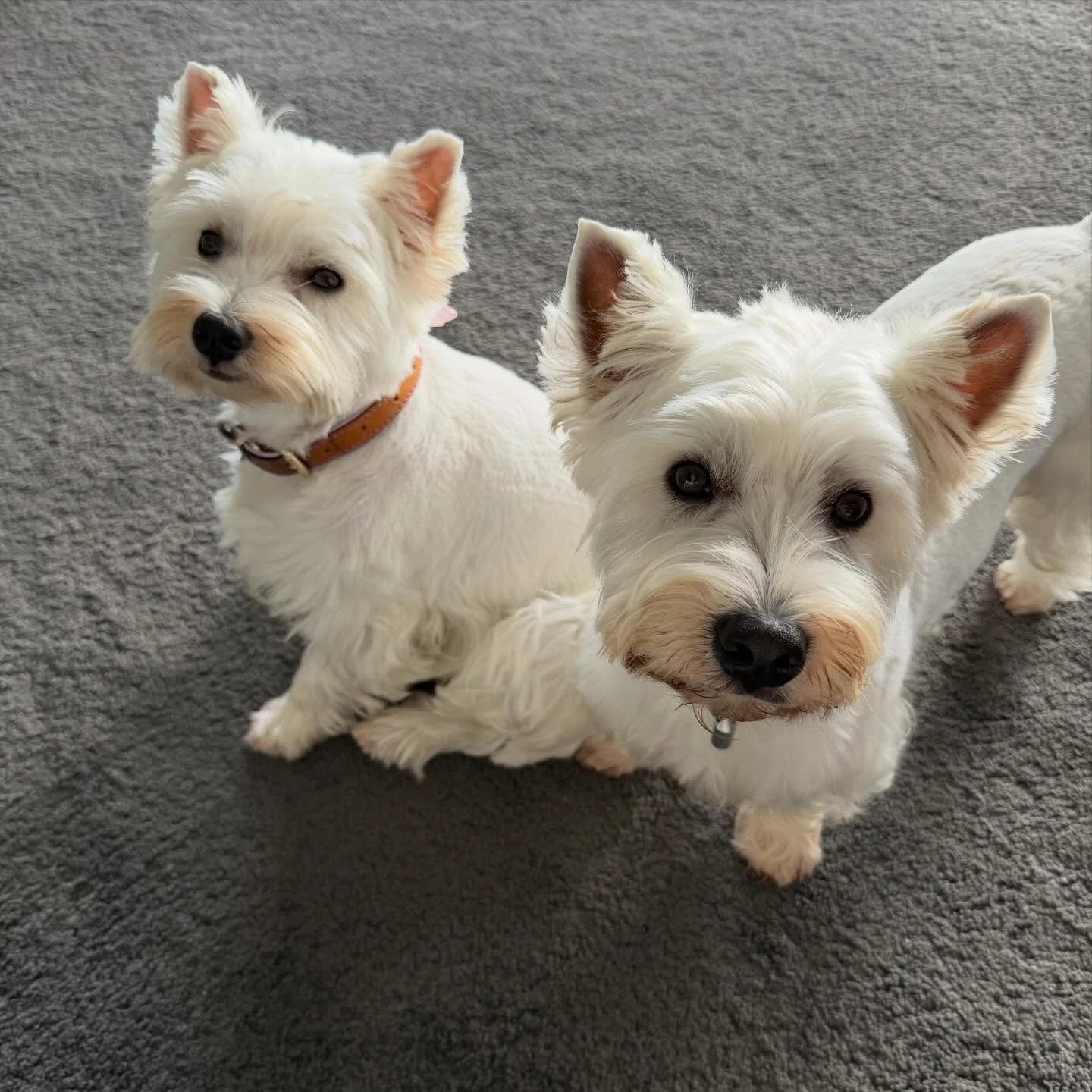 These two💕💕Walter &amp; Dottie. Two peas in a pod and best friends forever 💕💕