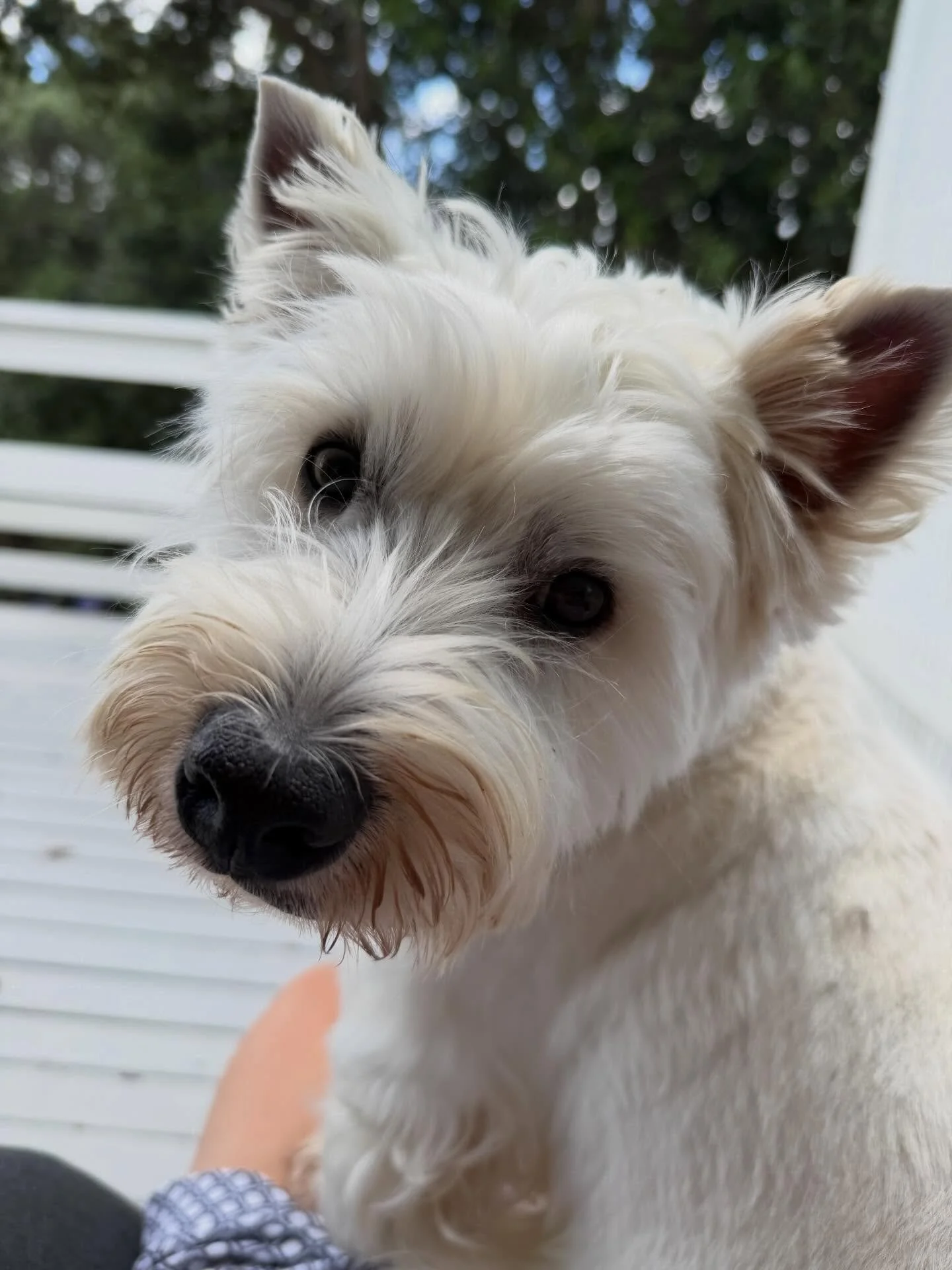 Reading in the pod chair with Walter &amp; Dottie 💕Bliss