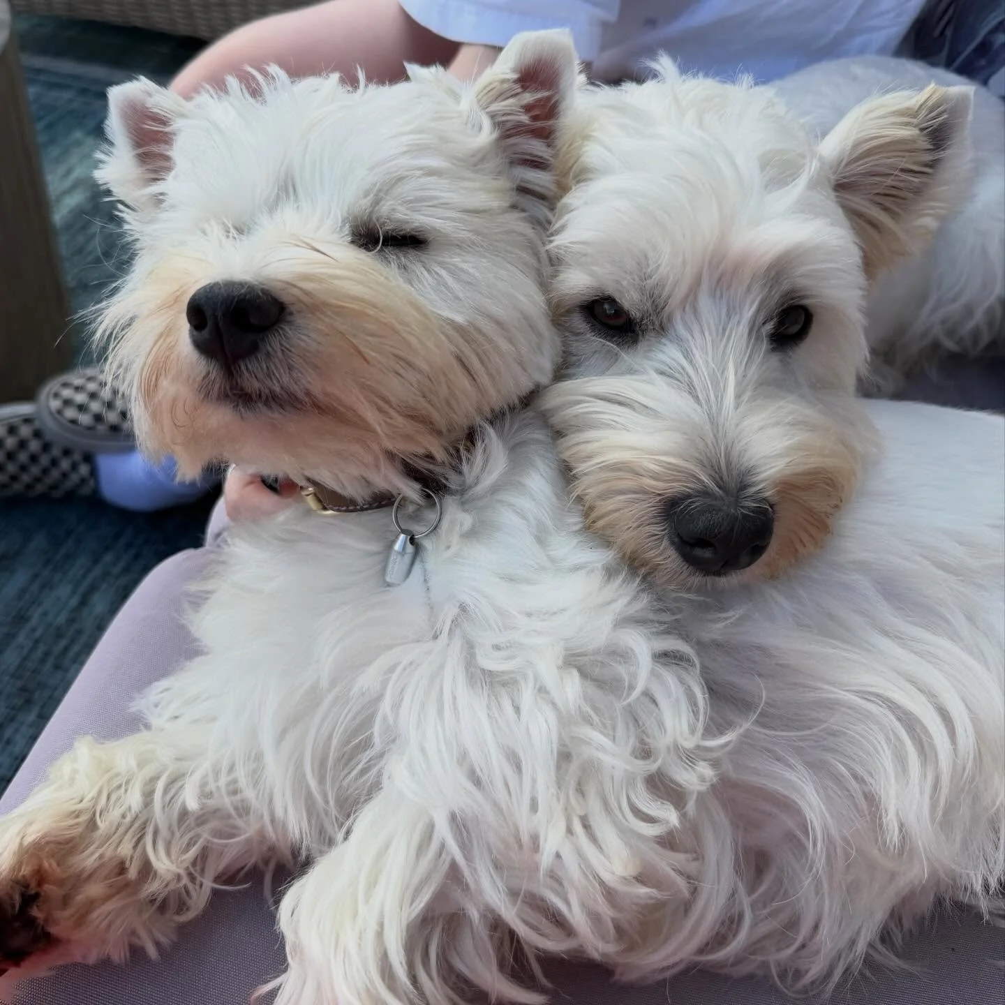 Walter loves his wee sister Dottie so much 🥰