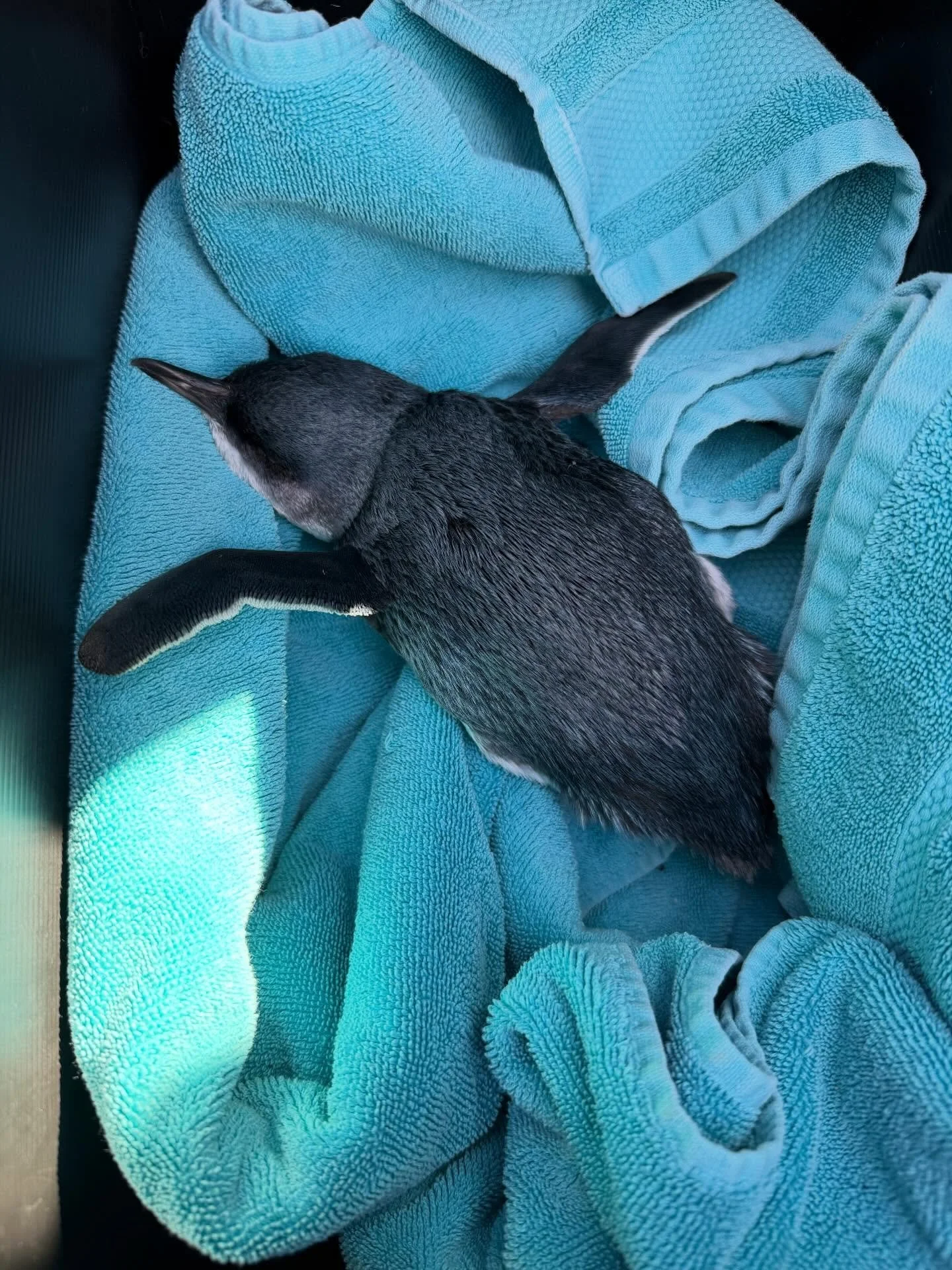 We got a call out to Goat Island yesterday for a poorly Little Penguin. This wee bird was incredibly small, obviously malnourished and required immediate help. Sadly, despite the rushed response, the penguin passed away on the way to the vet. Devasta