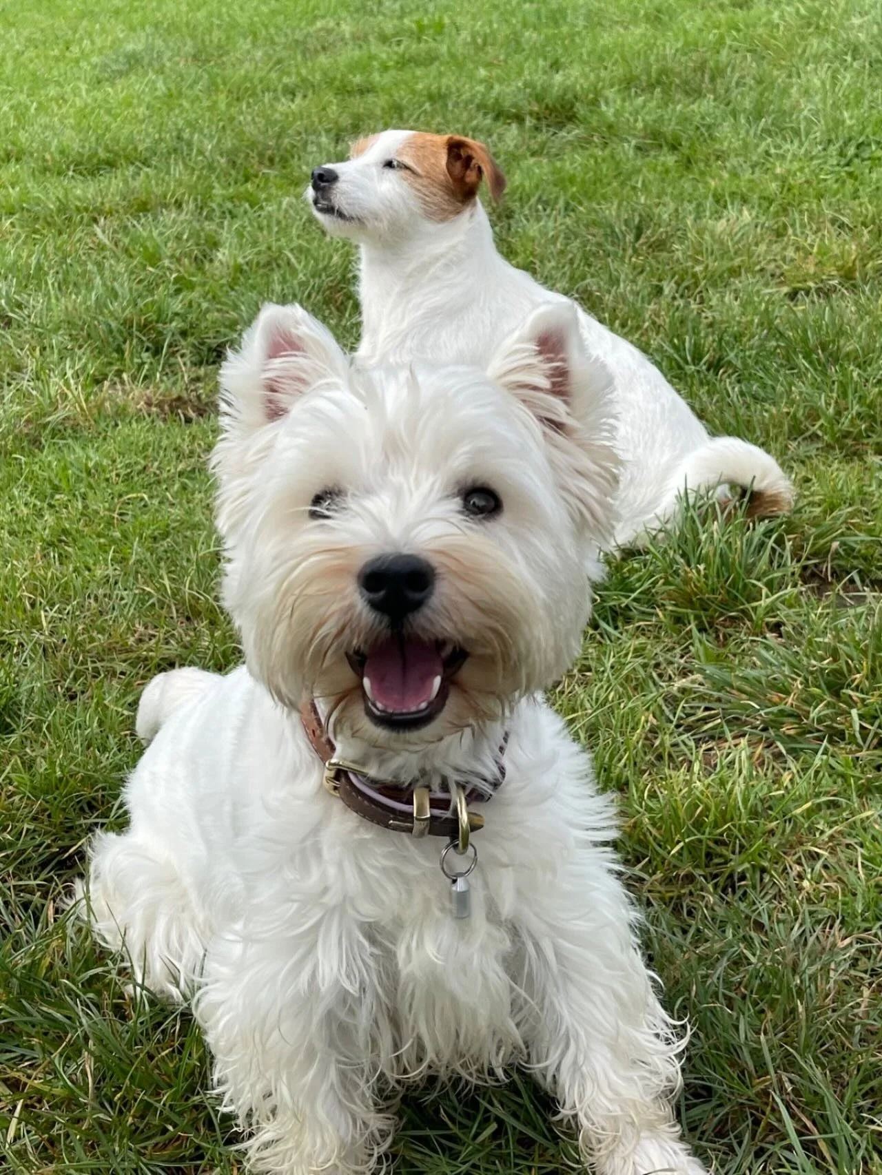 Walter &amp; Dottie at school @otiboatydreamland 💕💕