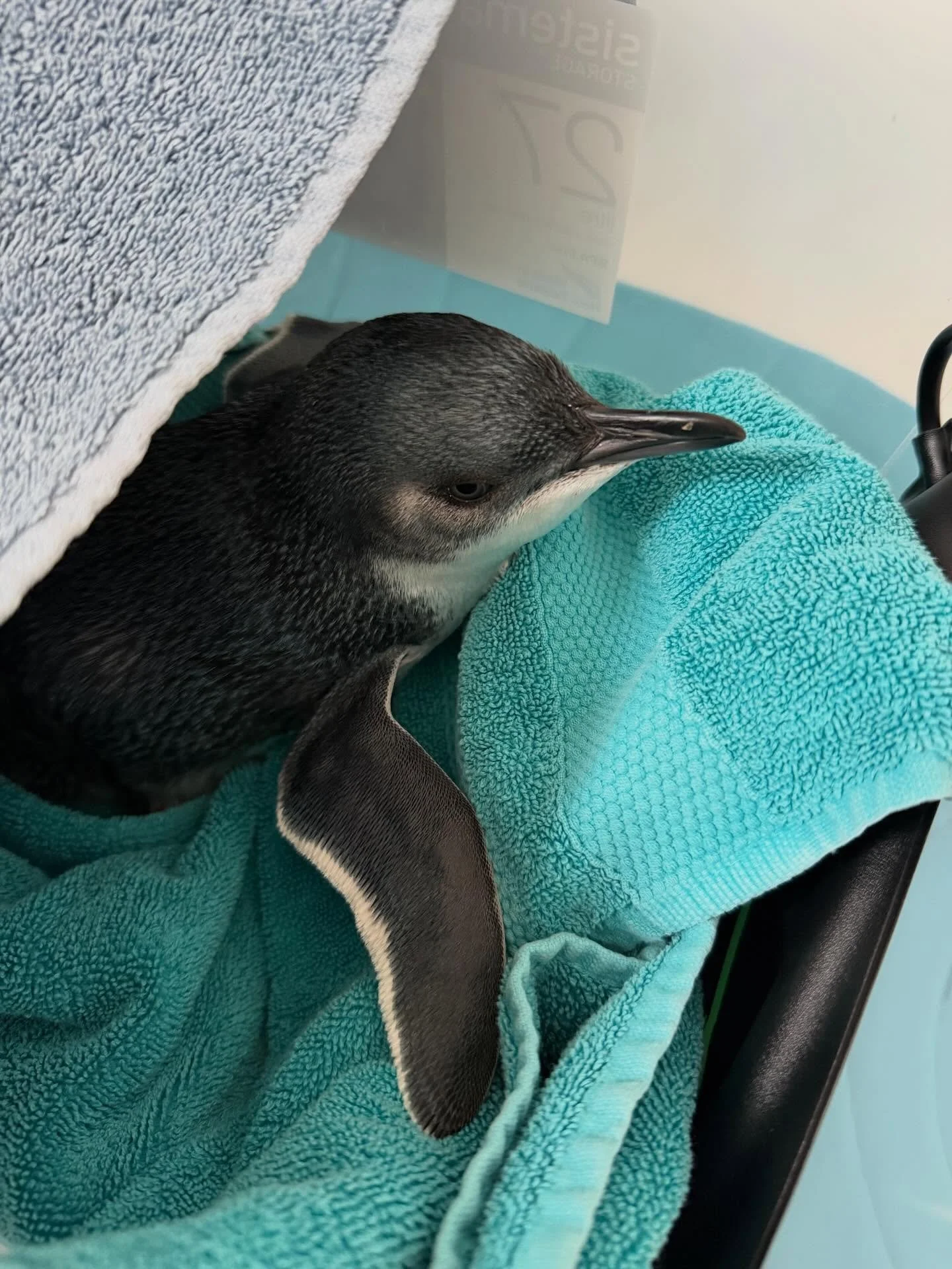 Got a call out for a young penguin on Pakiri beach looking exhausted. Fluids administered at the vets, and now tucked up in a warm spot. Hoping he feels better soon 🥰🐧