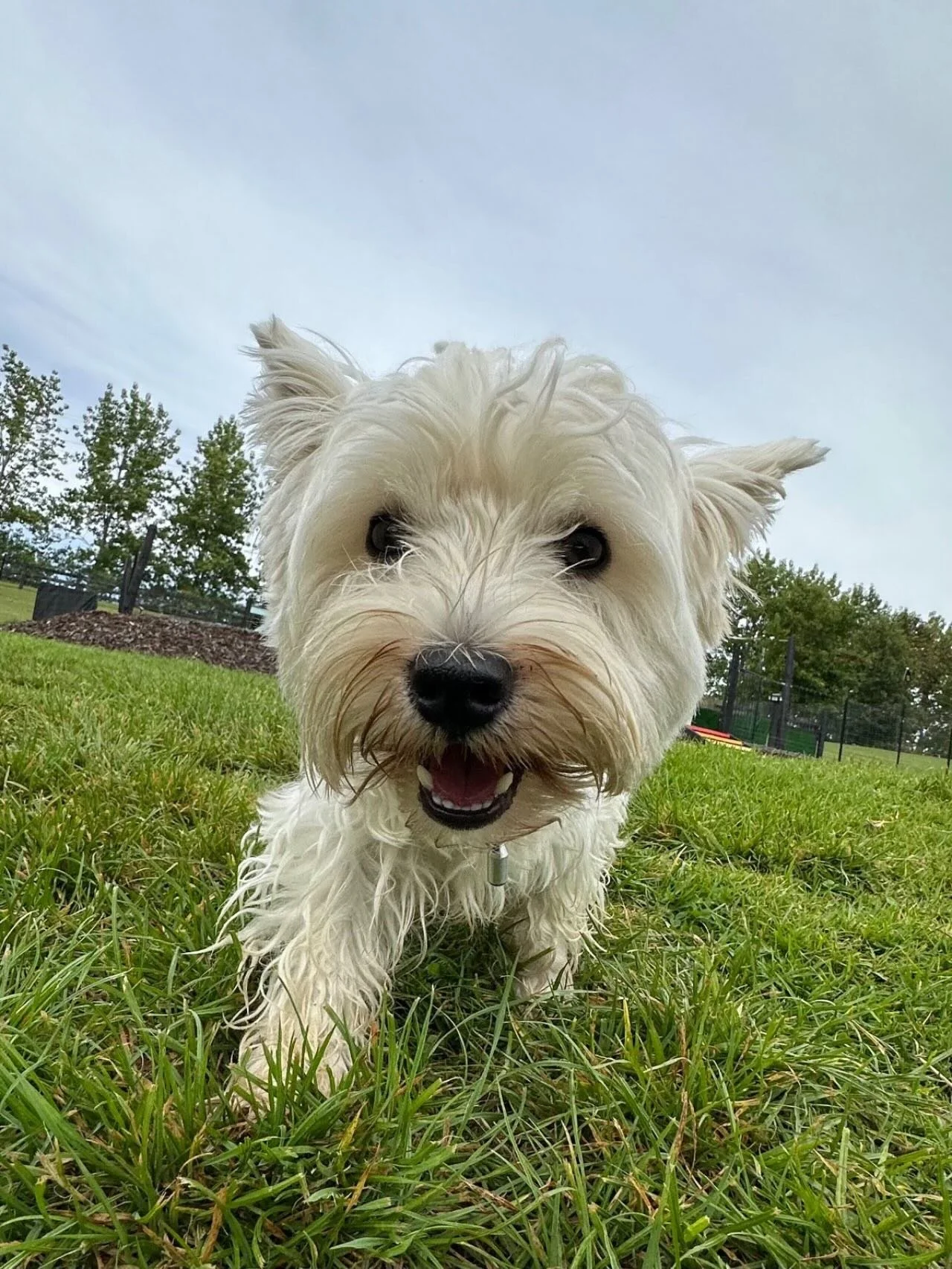 Walter and Dottie having another awesome day at &rdquo;school&rdquo;🥰