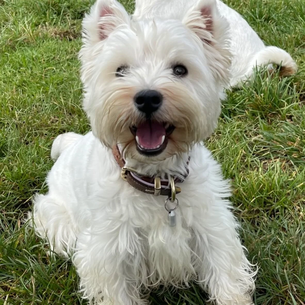 Happy 2nd Birthday darling Dottie 🎉💕💕💕. Lots of love to your siblings Radlee, Monty @ Maisie 💕💕💕