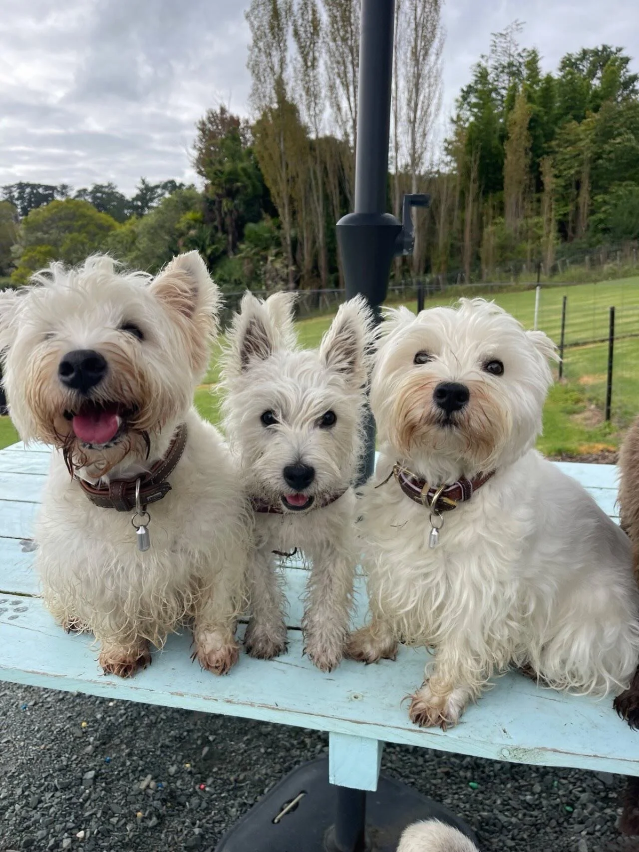 Walter, Maggie and Dottie at school 💕💕💕