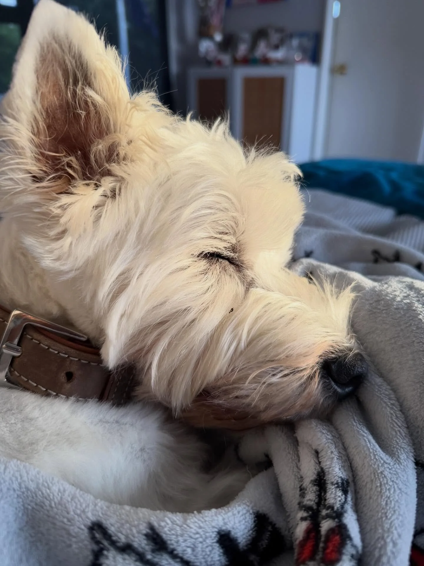 Is there anything sweeter in the world. Walter snoozing in the morning light, wrapped in his favourite soft blanket. 💕💕💕.