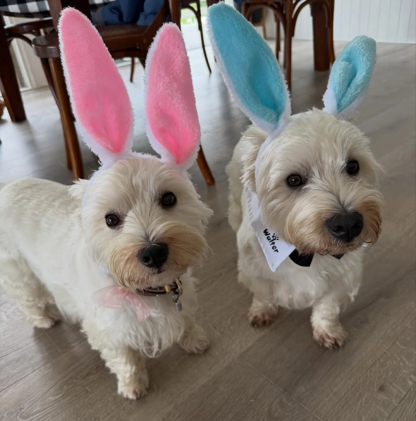 How cute are these Easter Bunnies 🐰💕💕💕