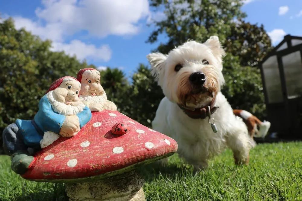 Walter &amp; Dottie at the farm @bethellsfarmstayfordogs