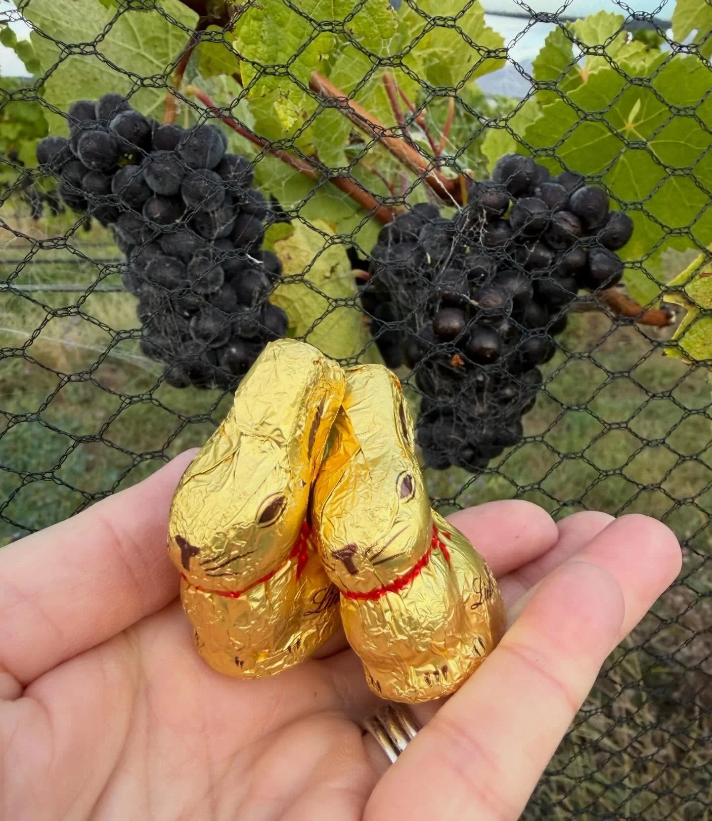 Thank you Central Otago for the wonderful few days over Easter 🍇🍇🍇🍇.