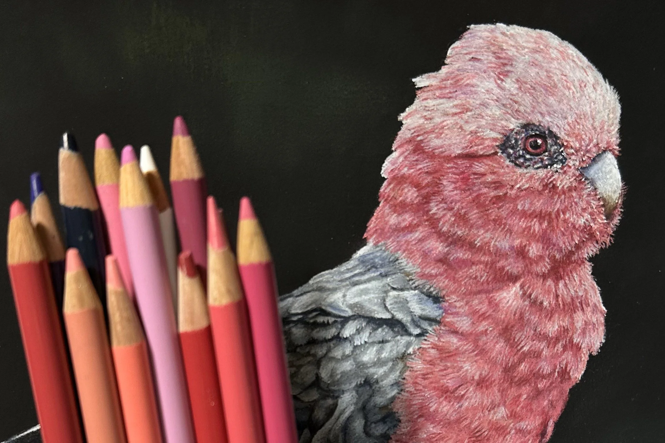 Feathered Jewel - Galah showing a range of pencils used on the feathers_WEB.jpg
