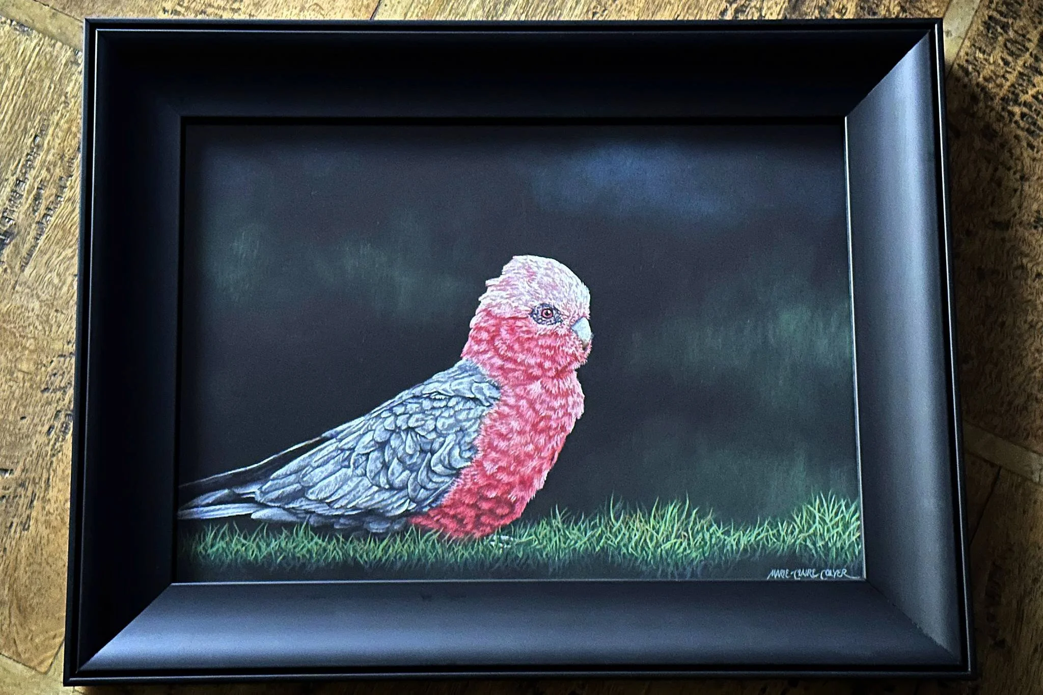 Feathered Jewel - female galah framed drawing by Marie-Claire Colyer_WEB.jpg