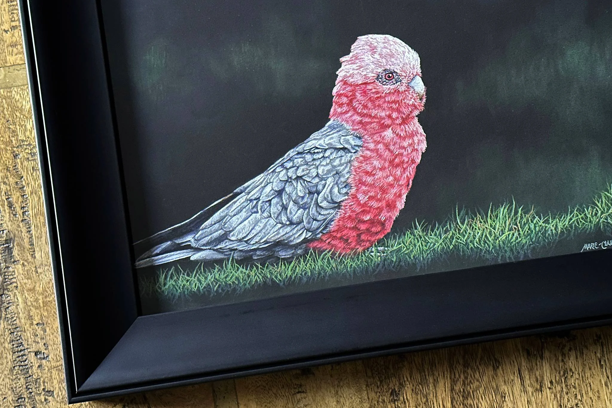 Feathered Jewel - female galah framed drawing by Marie-Claire Colyer_closeup_WEB.jpg