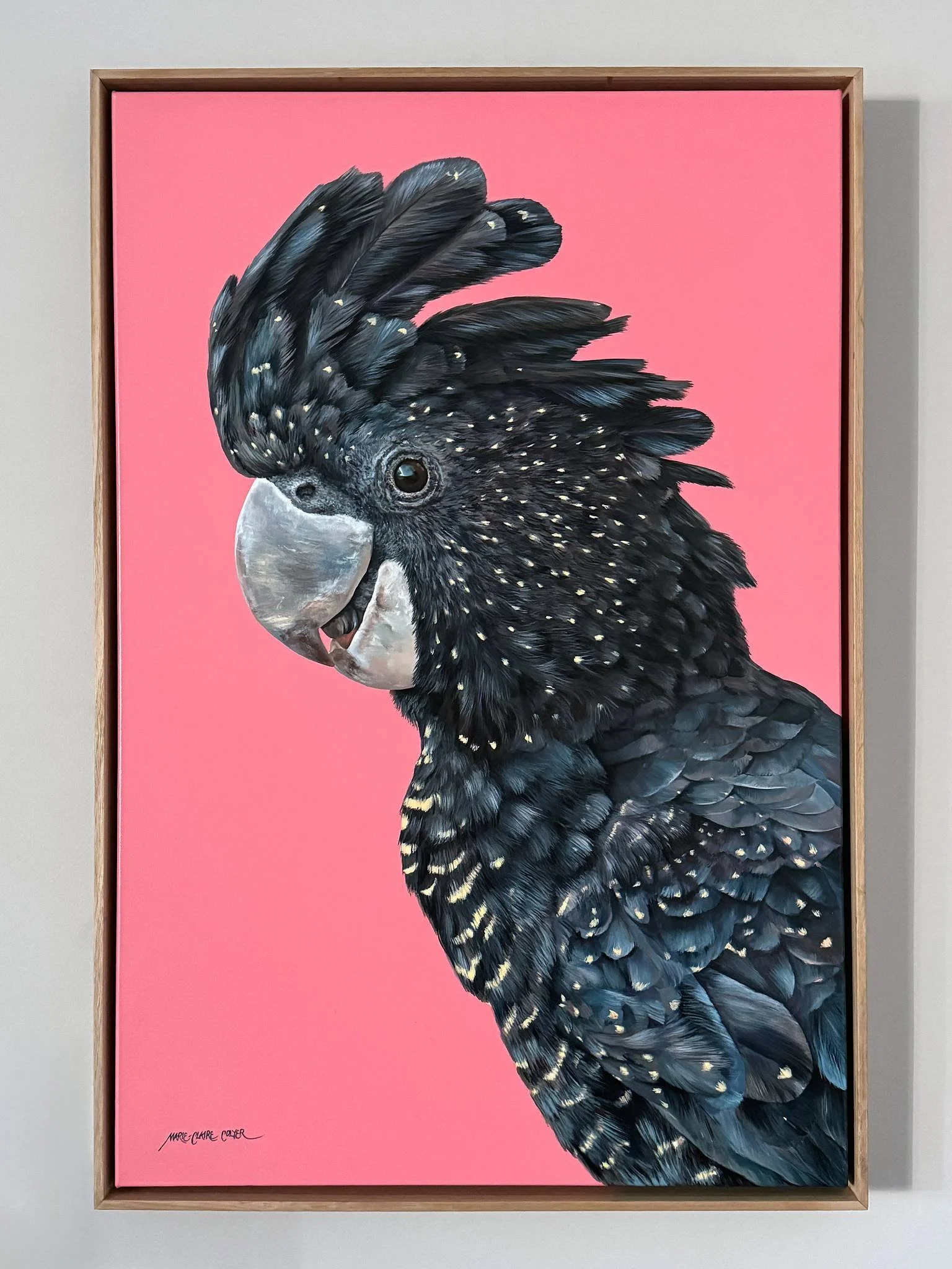 Pink Rebellion - female red-tailed Black Cockatoo framed painting by Marie-Claire Colyer