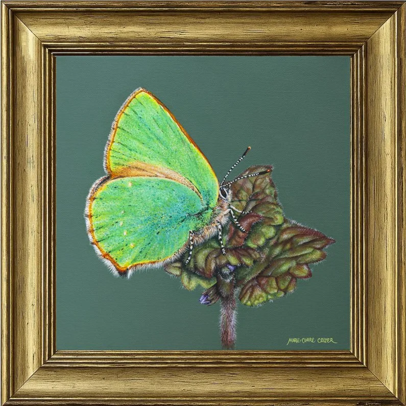 Green Hairstreak Butterfly on Ground Ivy by Marie-Claire Colyer in a traditional gold bevelled frame