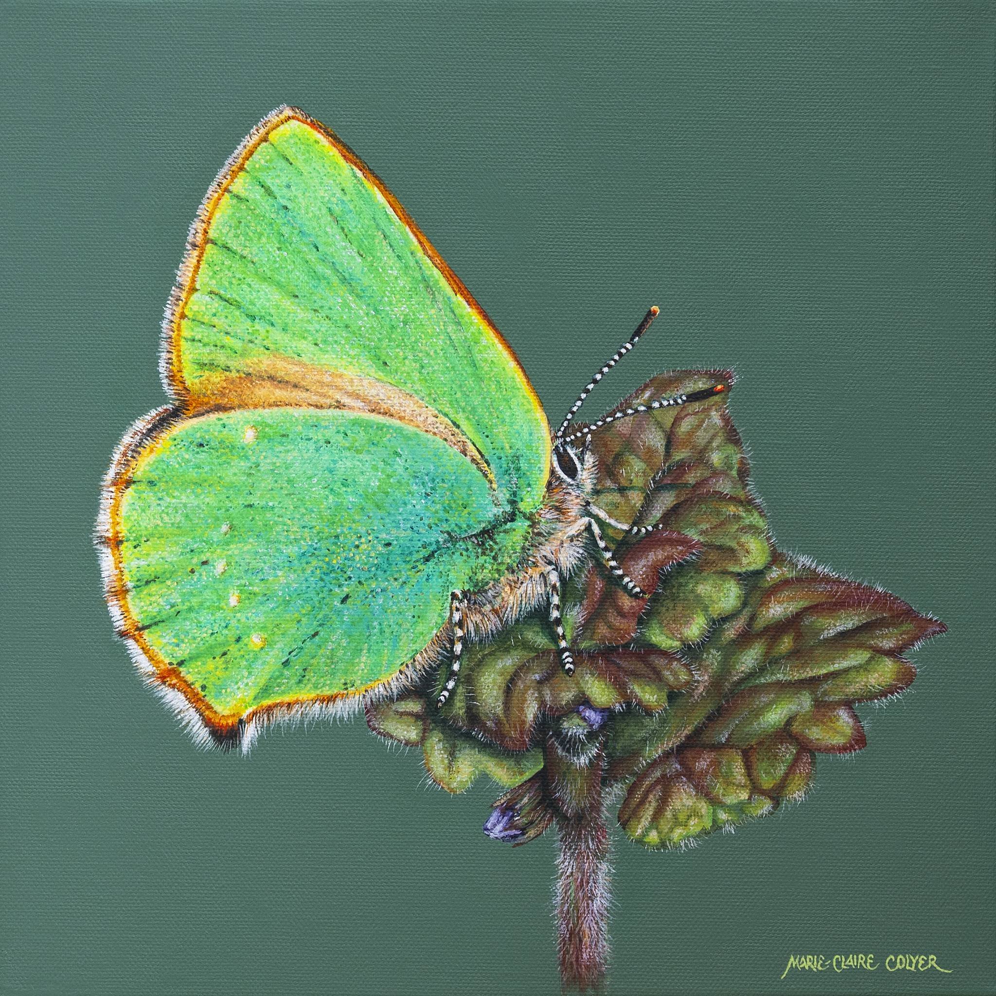 Green Hairstreak Butterfly on Ground Ivy by Marie-Claire Colyer
