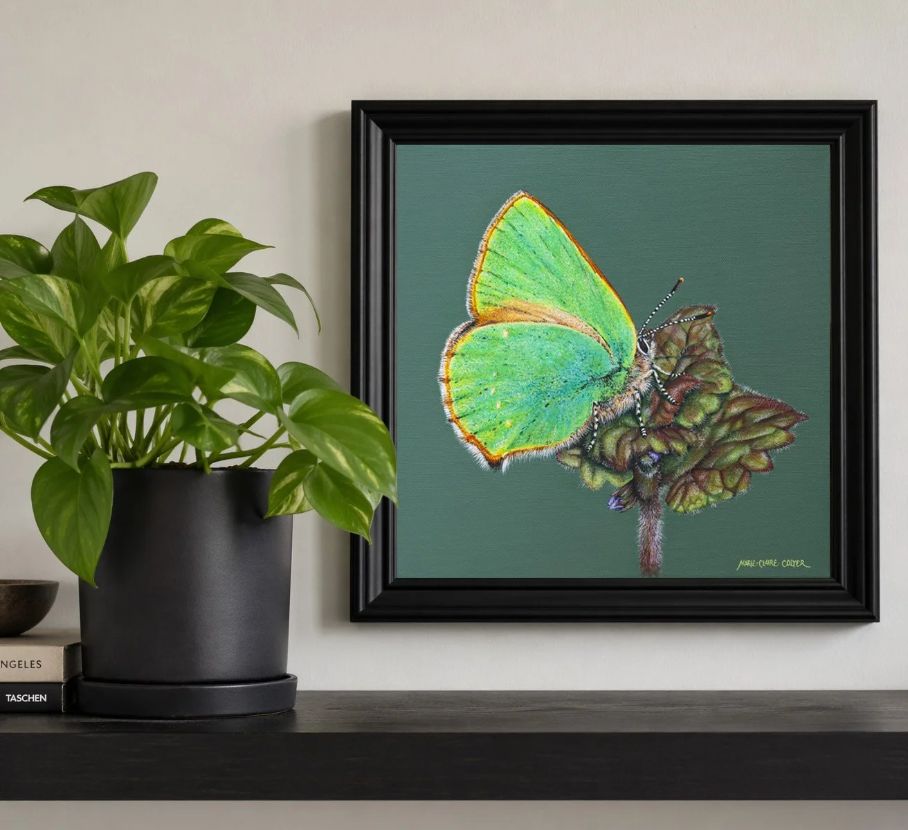 Green Hairstreak Butterfly on Ground Ivy by Marie-Claire Colyer in situ in a bevelled black frame