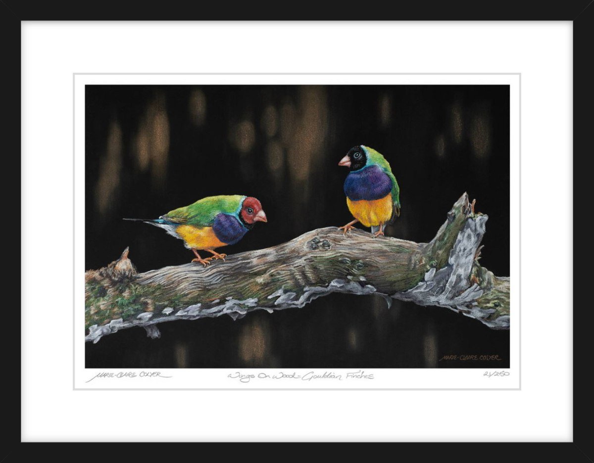 Wings on Wood - Gouldian Finches LE print in thin bk frame_WEB.jpg