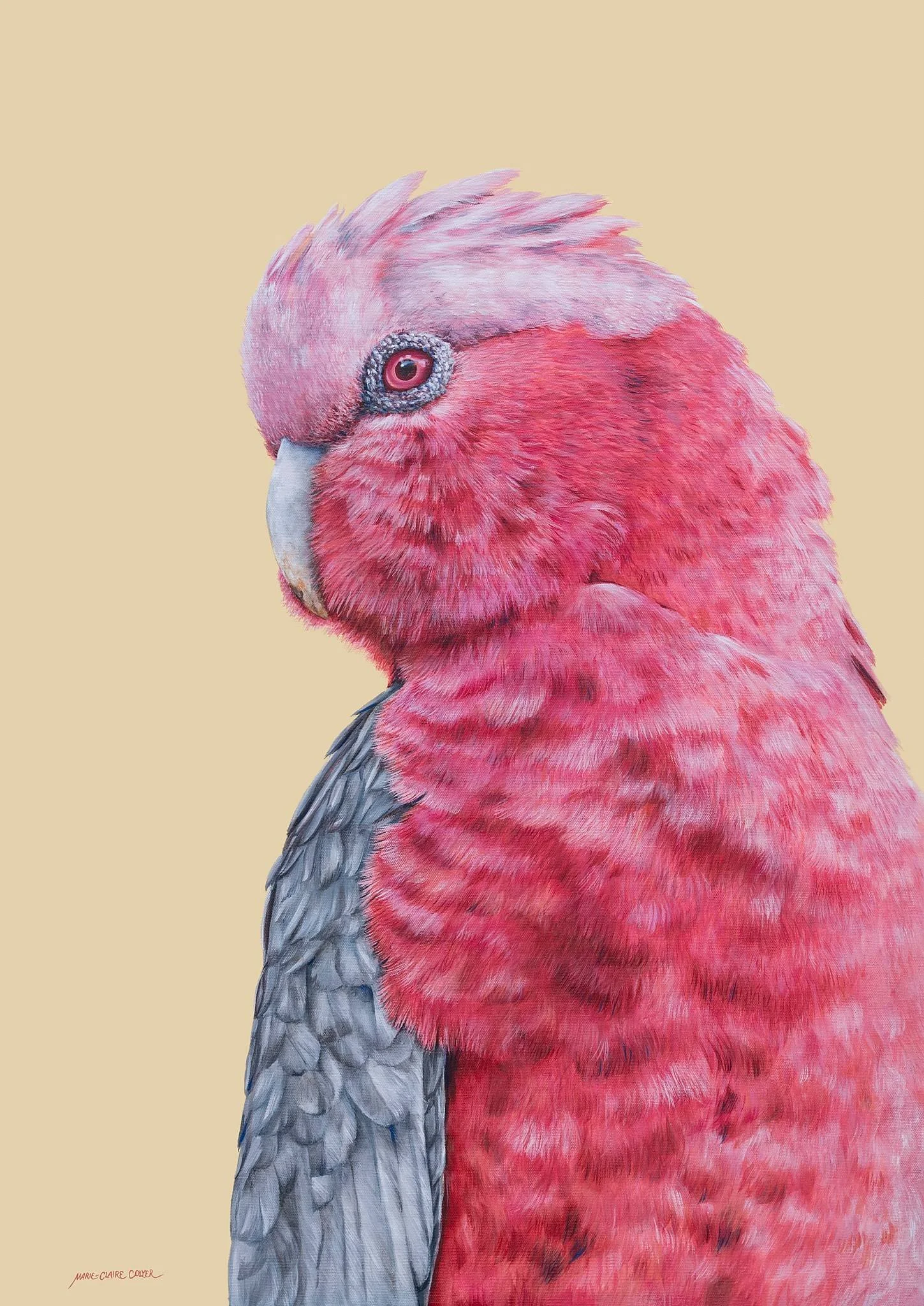 Pretty and Poised - Galah by Marie-Claire Colyer