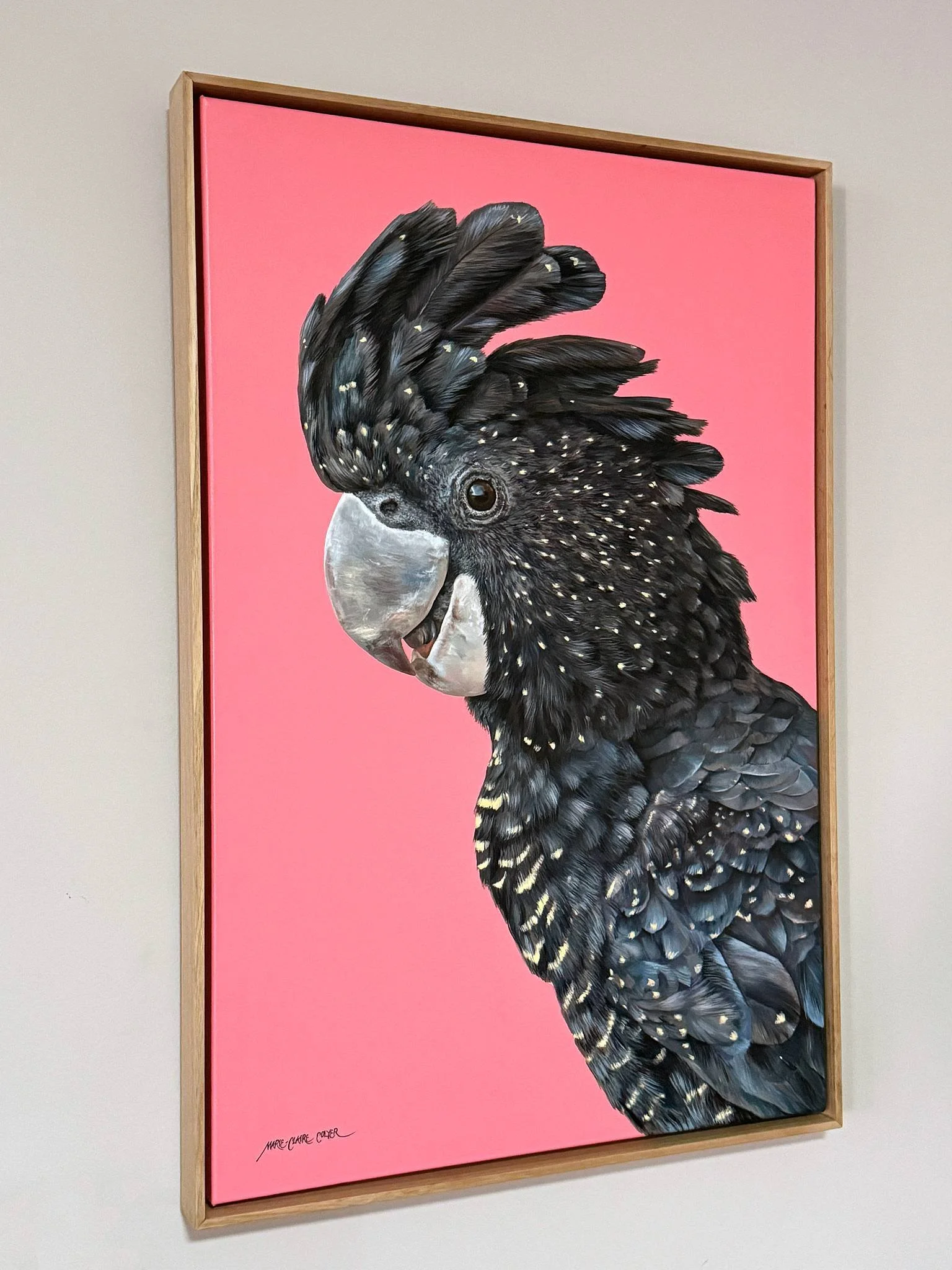 Pink Rebellion - female red-tailed Black Cockatoo framed painting by Marie-Claire Colyer